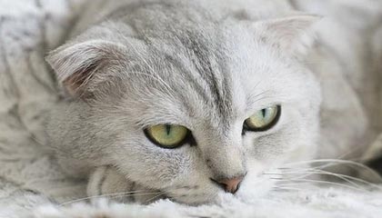 _爱游戏官方_ 中国女足的备战策略，冲击国际荣誉_，有女足的足球游戏