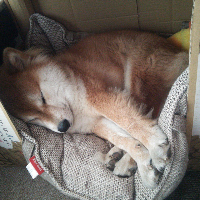 Dota 2 战队教练团队加强战术布置,dota2教练位