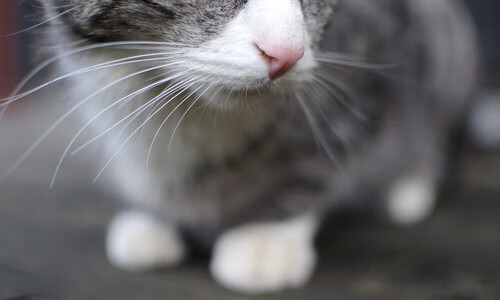 Dota 2 战队教练团队实力增强，dota2教练上场