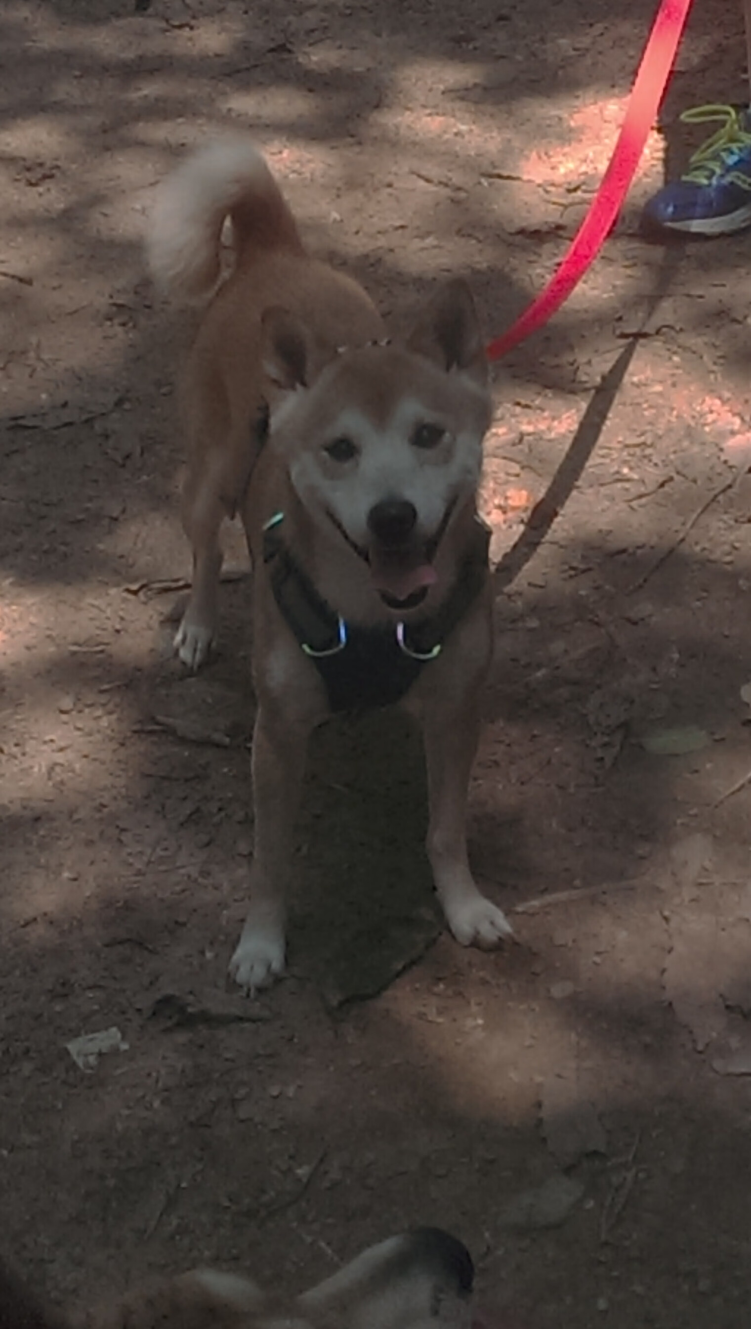 Dota 2 新秀选手表现获得认可,dota2选手百科