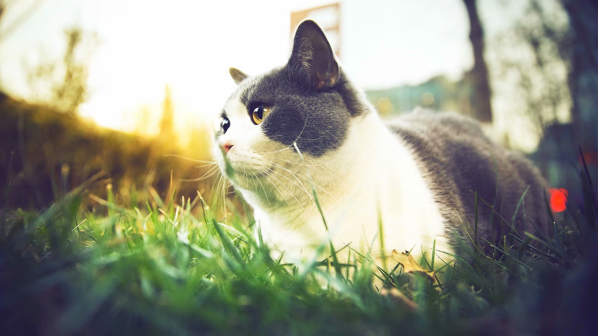 _年度最强对决:两大巨头正面对决,谁能夺冠?_,最强对决动漫