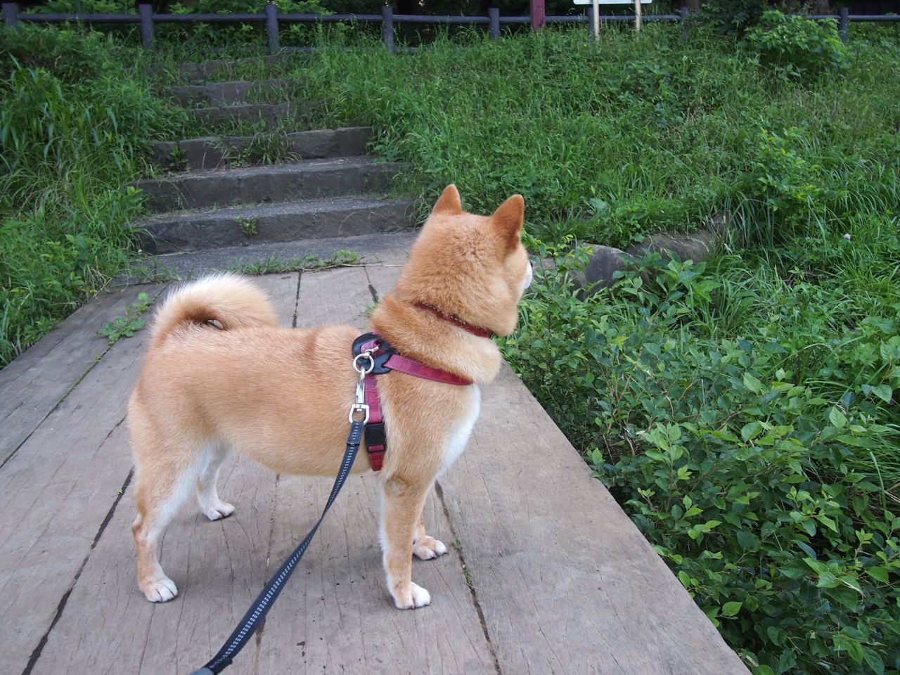 海滩排球明星挑战赛,海浪中的激情角逐,海滩打排球