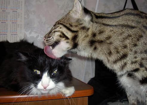 RNG季后赛对阵形势分析,rngedg季后赛