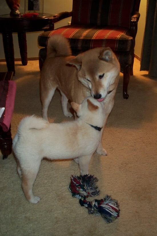 创纪录拳击手年内三战全胜，拳击史上