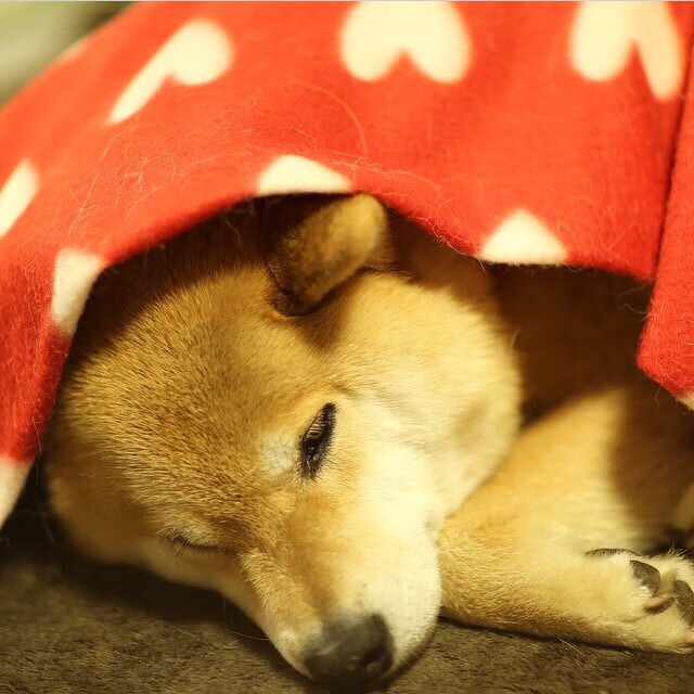 女足世界杯目标明确,团队凝聚力增强,女足世界杯比赛规则