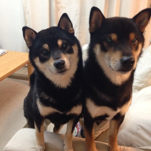 女足世界杯突破收视纪录,女足世界杯水平