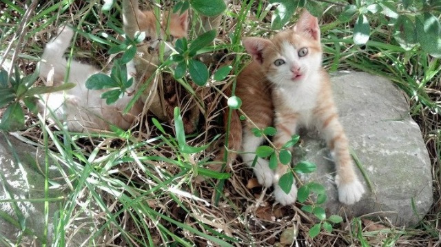 摩洛哥马术协会建立马匹基因数据库，促进马匹选育与训练。，摩洛哥的马
