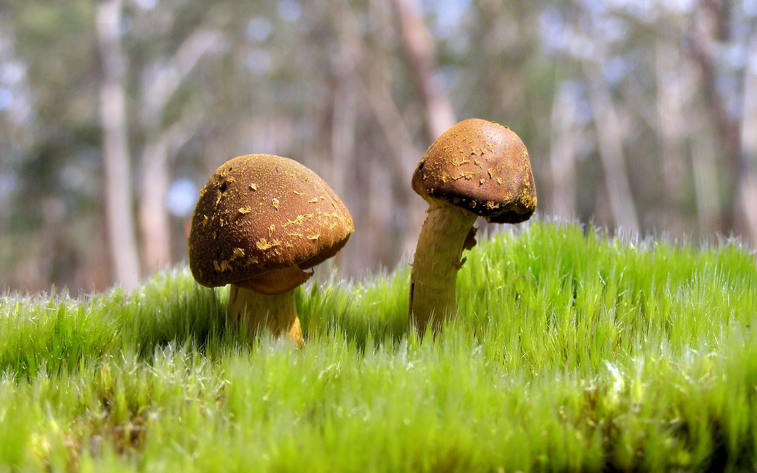 比赛过程中球队教练的调度成为关注焦点，在比赛中,教练员会根据现场比赛的变化