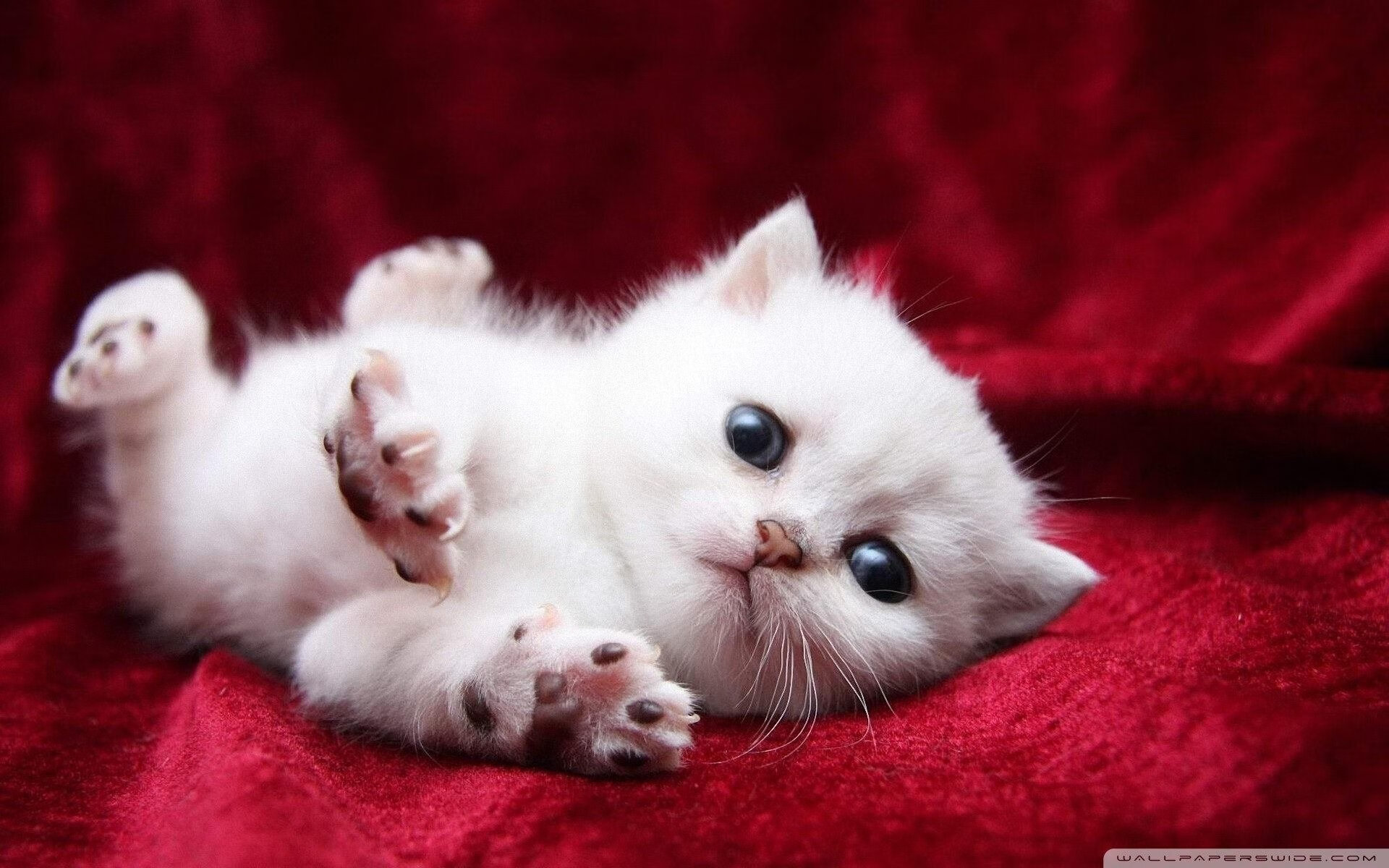 NBA球队赛事组织安全风险评估与管理,nba球队分析