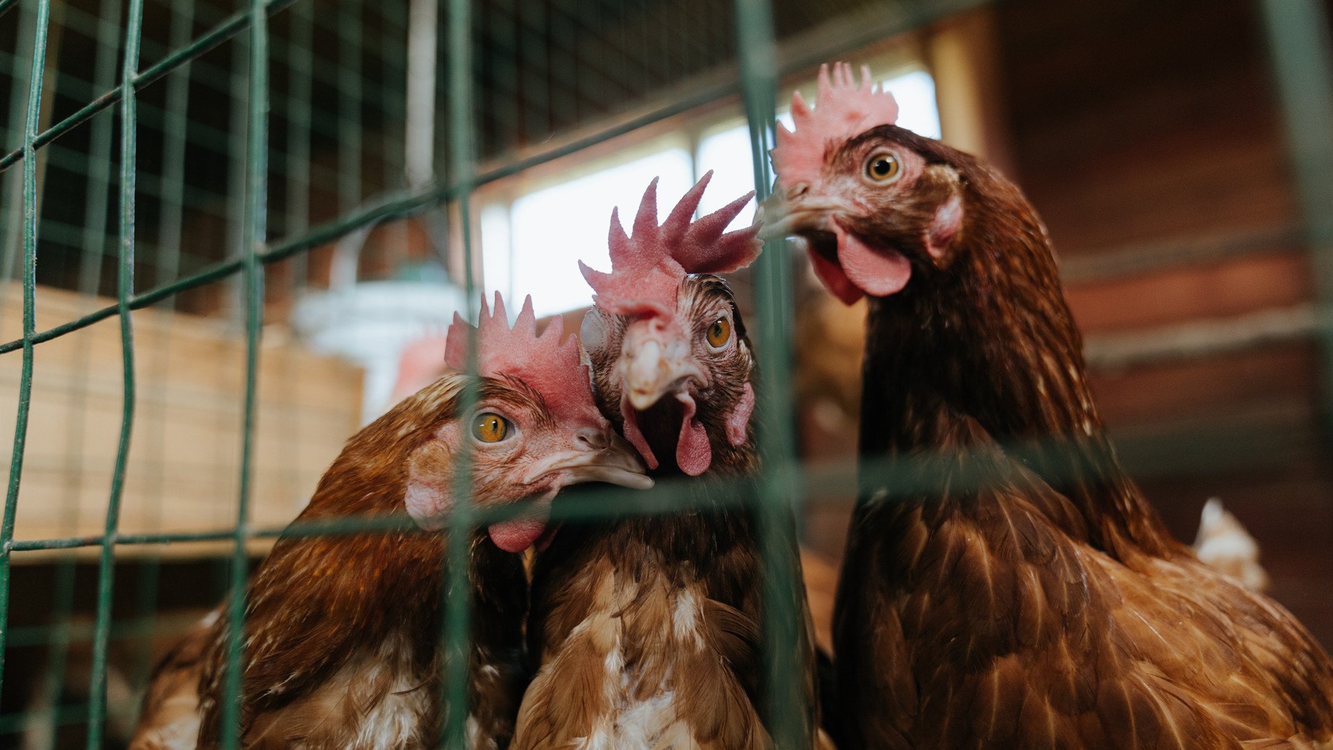 篮球运动员体能与技能协同提升训练体系，篮球运动员体能与技能协同提升训练体系有哪些