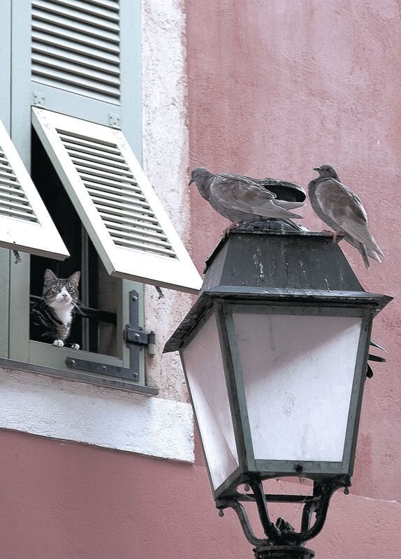 体育新闻中心发布体育赛事版权管理数字化解决方案,体育赛事版权如何保护