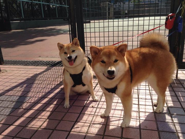 青少年足球赛事组织缺乏专业化,青少年的足球联赛