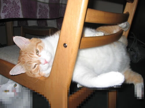 俱乐部数据团队组建完成助力训练决策更具科学性与前瞻性,组建俱乐部方案说明