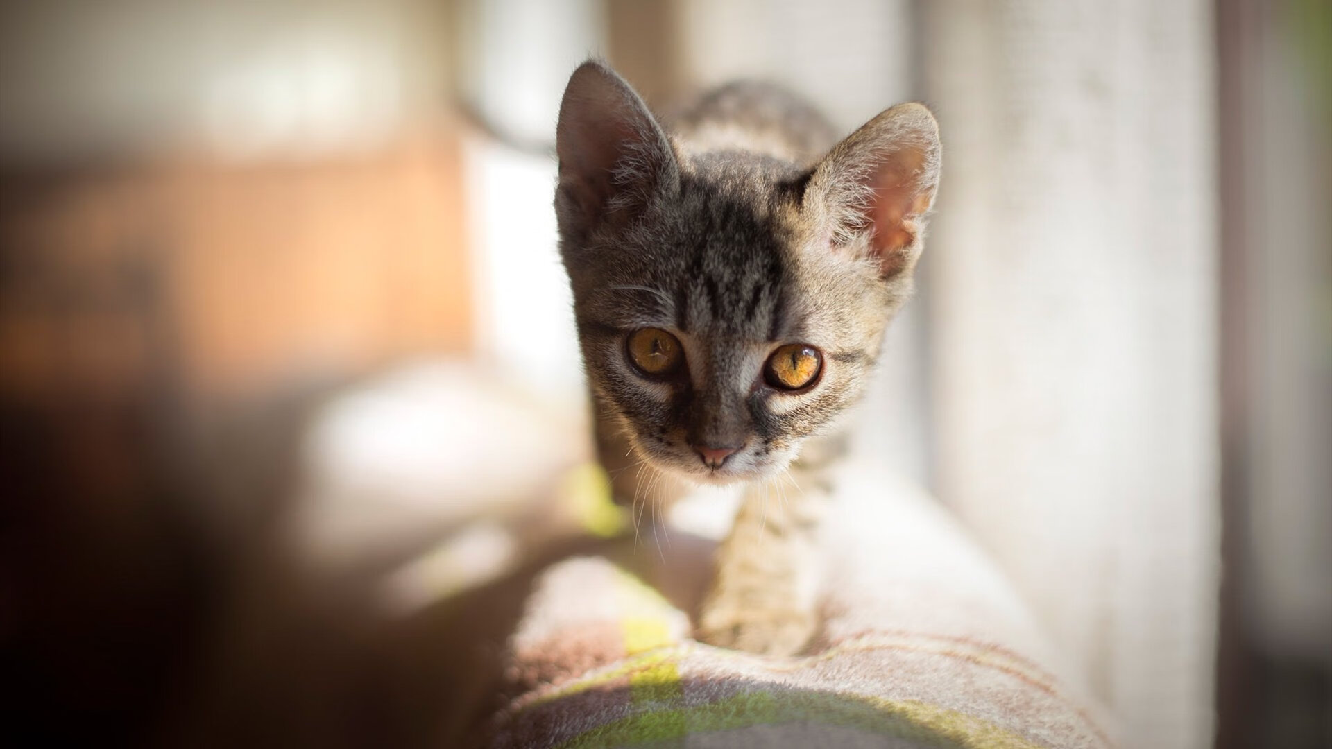 恩多比·恩乔的稳定表现，成为南非队进攻中的核心力量，恩多简历