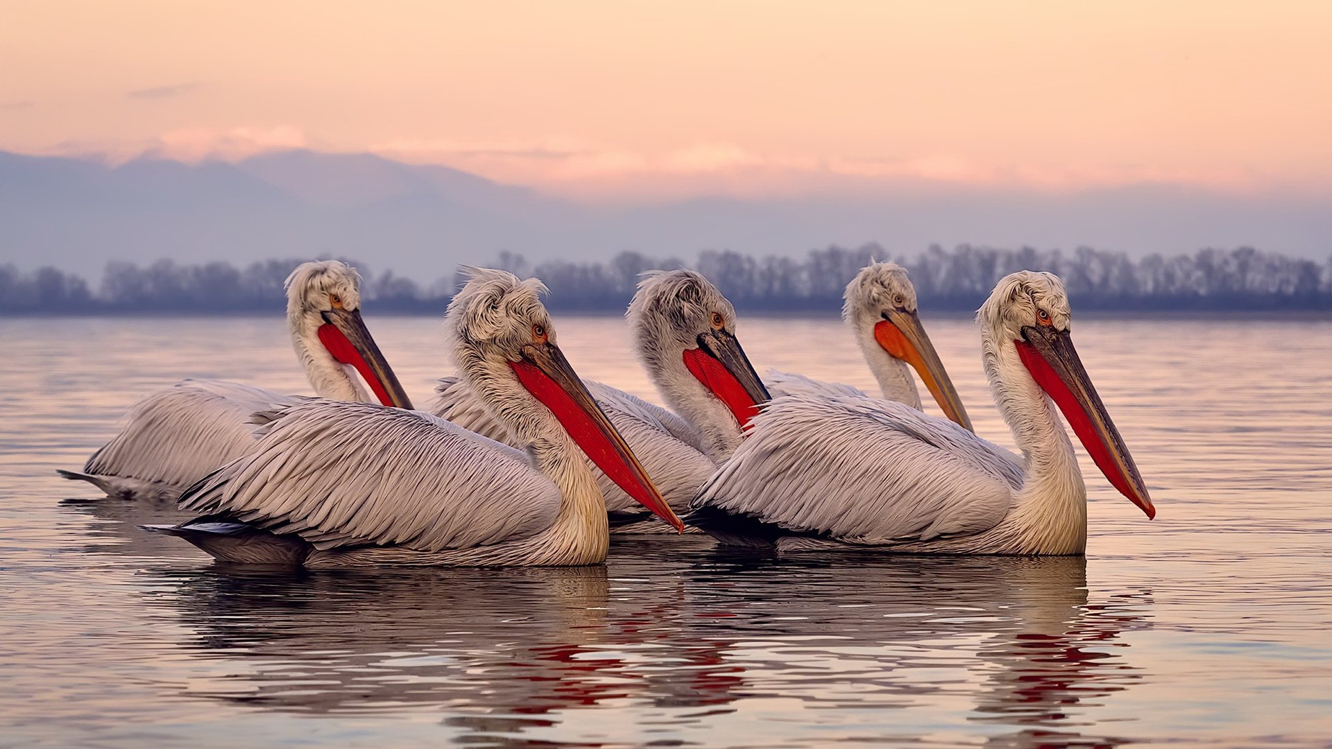 火箭宣布裁员进行阵容瘦身计划，火箭签约最新消息