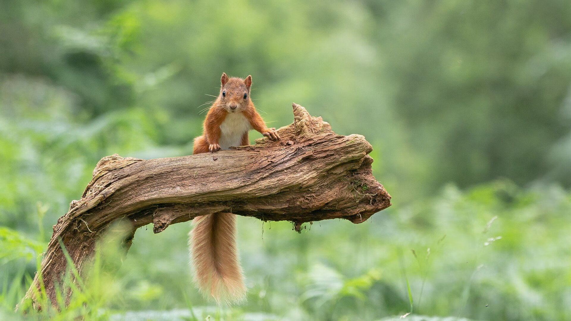 足球比赛引入区块链技术，确保比赛数据的不可篡改，足球比赛数据采集