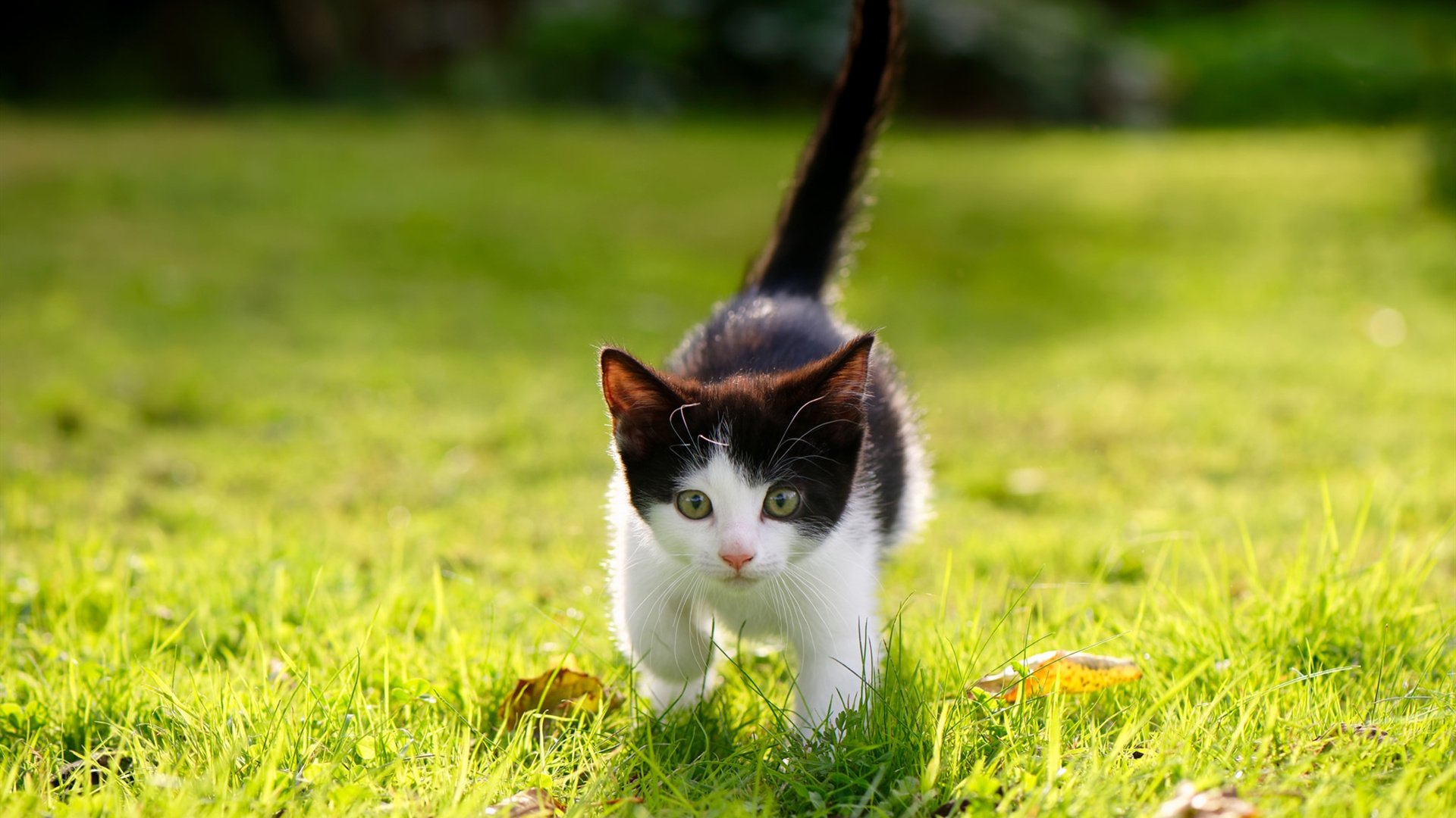 雷霆外线投篮命中率明显提升受全队肯定，雷霆内线